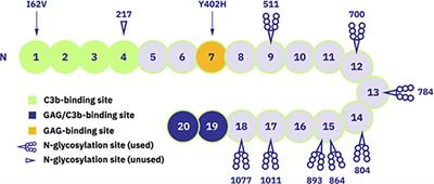 Moss-produced human complement factor H with modified glycans has an extended half-life and improved biological activity